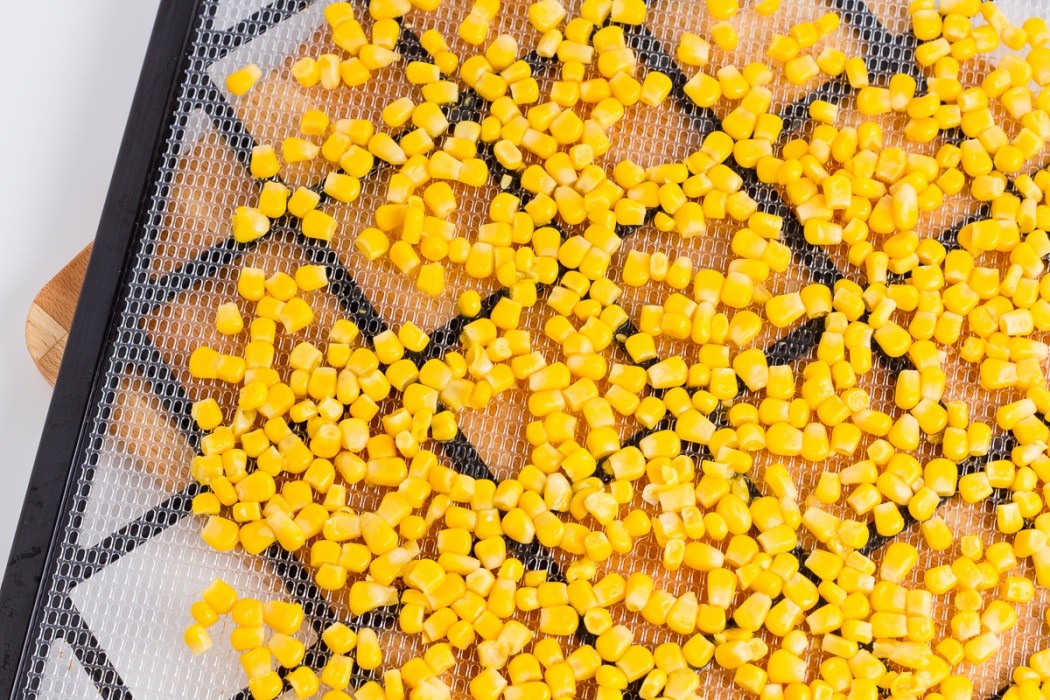 yellow corn on a dehydrator scale