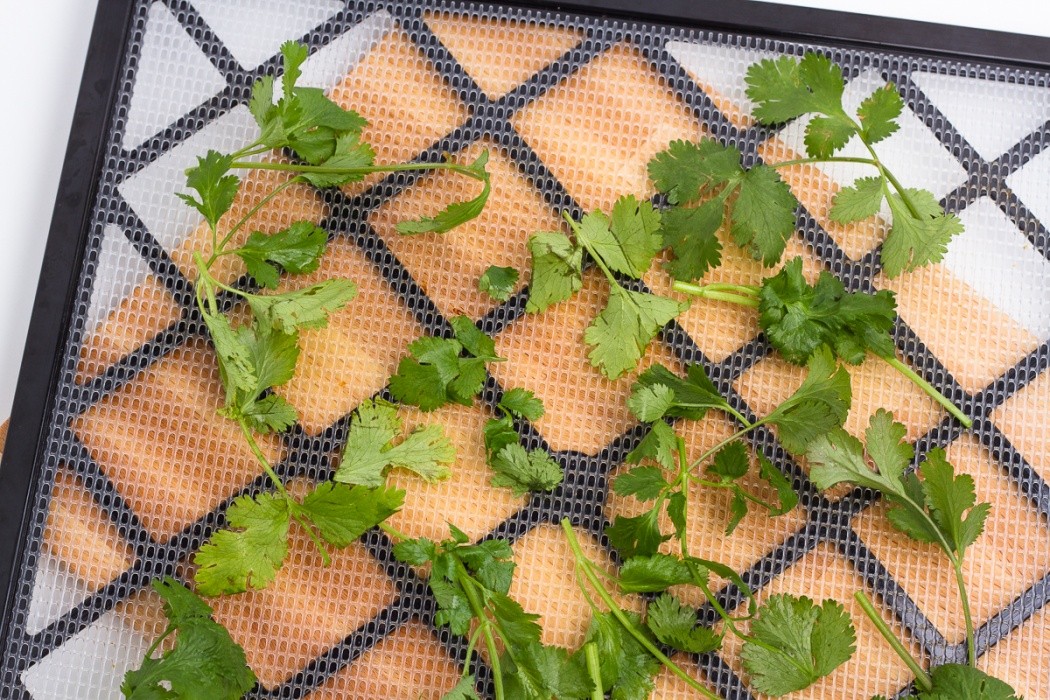 Cilantro can be laid on top of each other without worry of blocking airflow, just don't over do it cilantro spread on a dehydrator tray